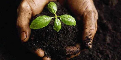 Jak tvrdé země - 105 fotografií a video popis hnojiv na železniční a zahradní pozemku